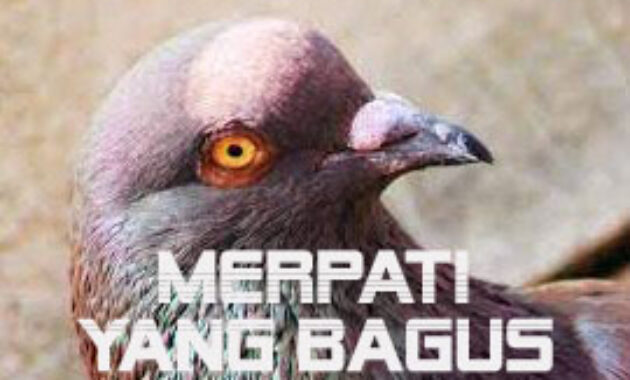 burung-merpati-yang-bagus