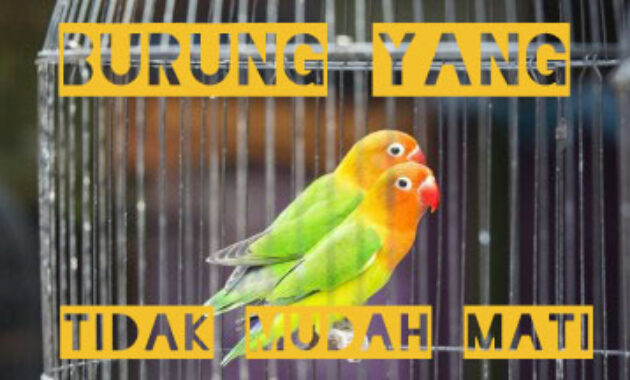 burung-yang-tidak-mudah-mati