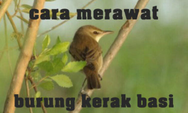 cara-merawat-burung-kerak-basi