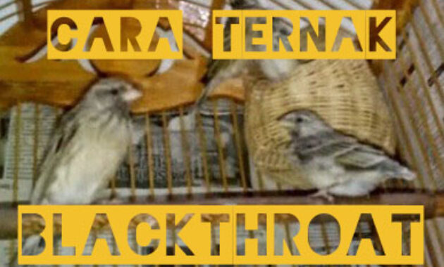 cara-ternak-burung-blackthroat