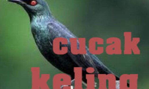 cucak-keling