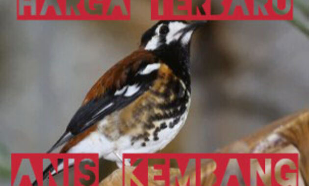 harga-burung-anis-kembang