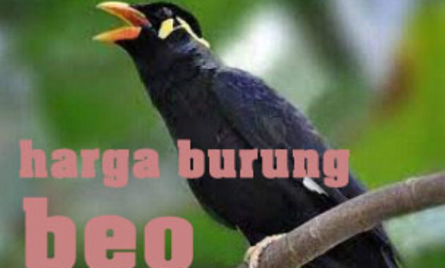 harga-burung-beo