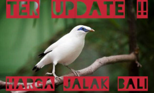 harga-burung-jalak-bali