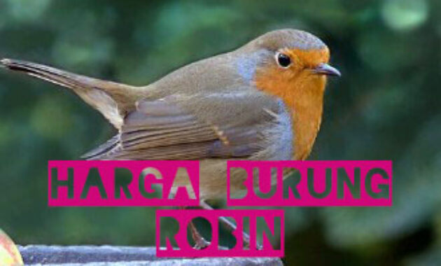 harga-burung-robin