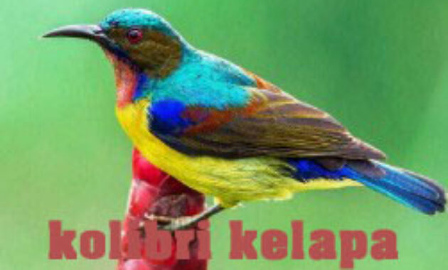 kolibri-kelapa