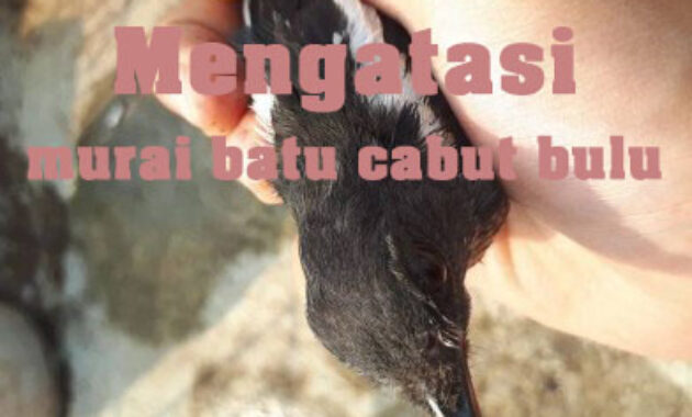 murai-batu-cabut-bulu