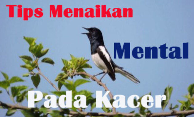 cara-menaikan-mental-kacer