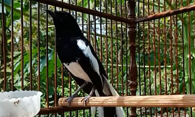 cara-mengatasi-kacer-stres-macet-bunyi