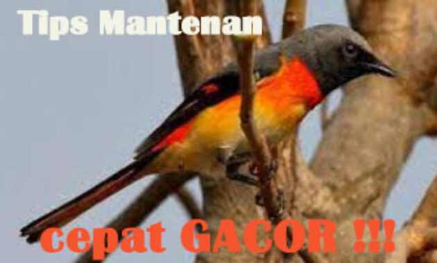 cara-merawat-burung-mantenan