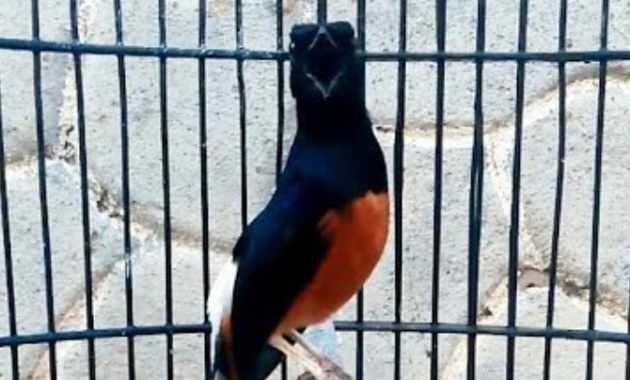 cara-merawat-burung-murai-batu