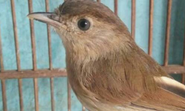 cara-merawat-burung-sikata- londo