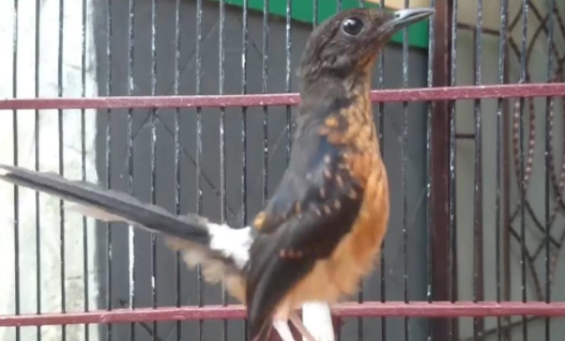 cara-merawat-murai-batu-trotol