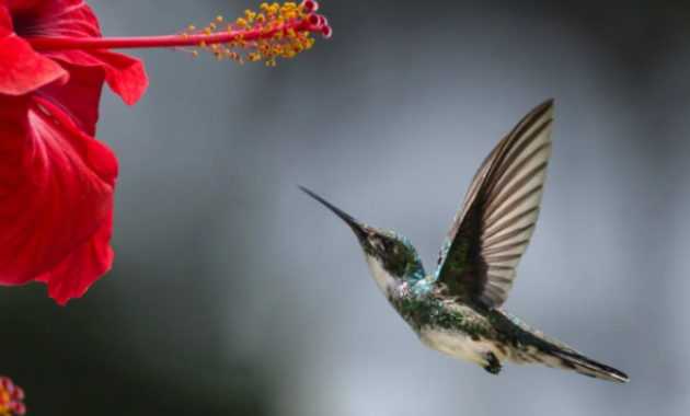 download-suara-burung-pikat