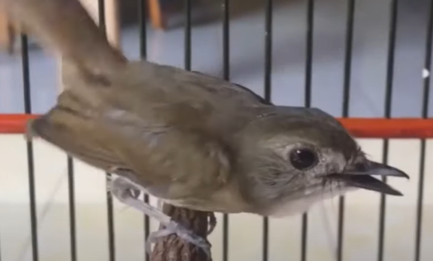 download -suara-burung-sikatan-londo-durasi-panjang