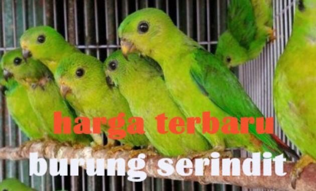 harga-burung-serindit
