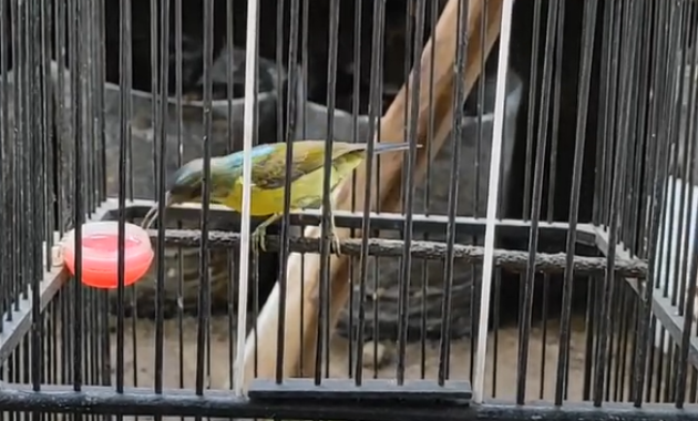 jenis-kolibri-kelapa