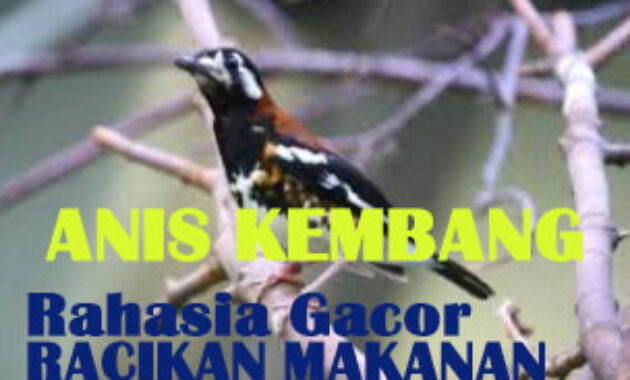 makanan-burung-anis-kembang