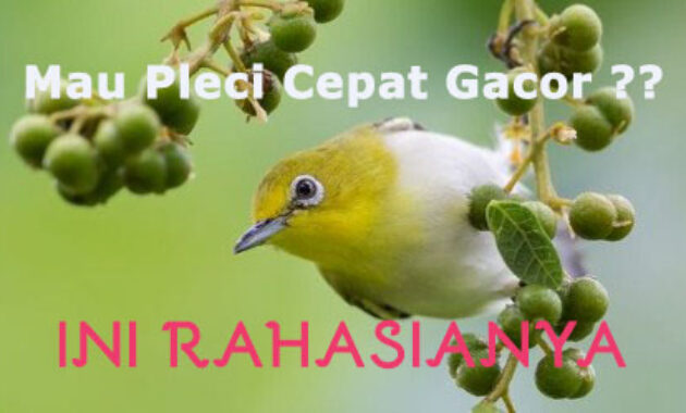 makanan-burung-pleci