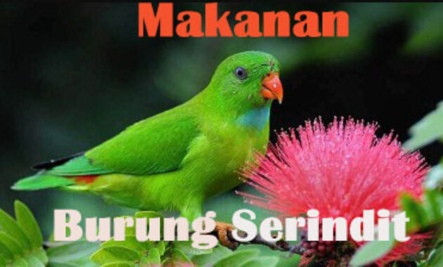 makanan-burung-serindit