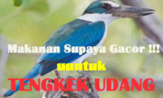 makanan-burung-tengkek-udang