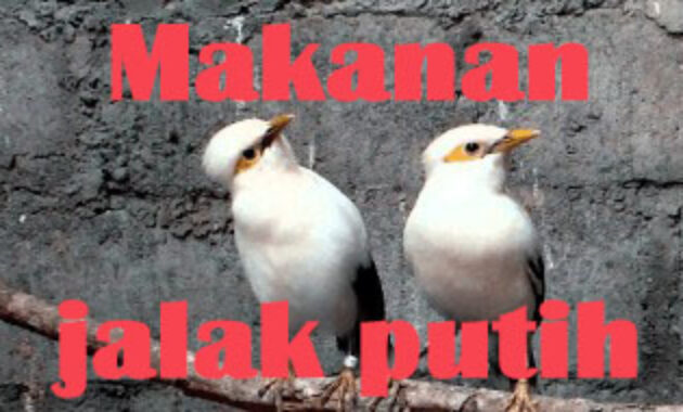makanan-jalak-putih
