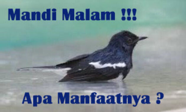 manfaat-mandi-malam-untuk-kacer