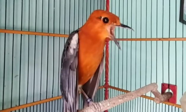 masteran-suara-anis-merah