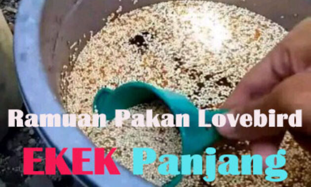 membuat-pakan-lovebird-sendiri