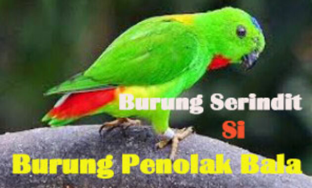mitos-burung-serindit