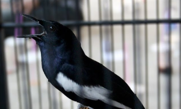 perawatan-kacer-giras-untuk-lomba