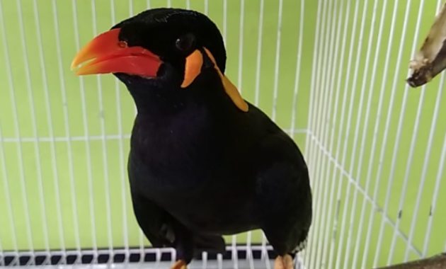 suara-burung-beo-berkicau