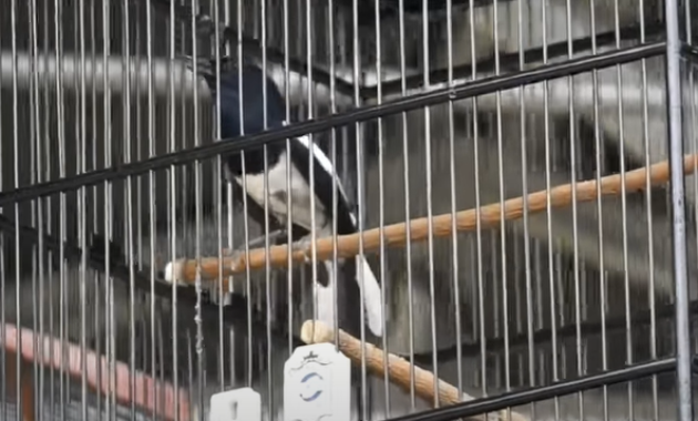 cara-menaikan-birahi-kacer