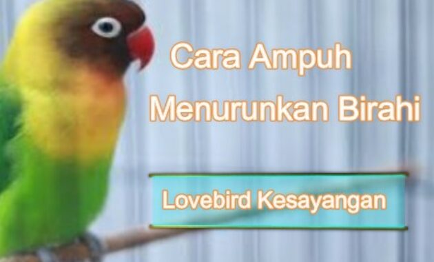 cara-menurunkan-birahi-lovebird