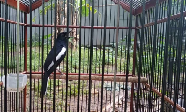 ciri-kacer-siap-lomba