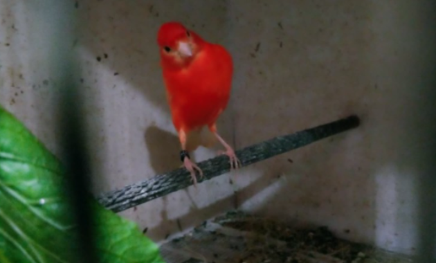 ciri-kenari-f1-murni