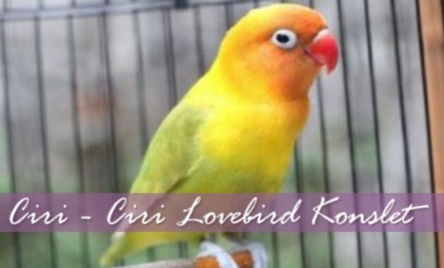 ciri-lovebird-konslet