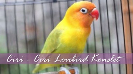 ciri-lovebird-konslet