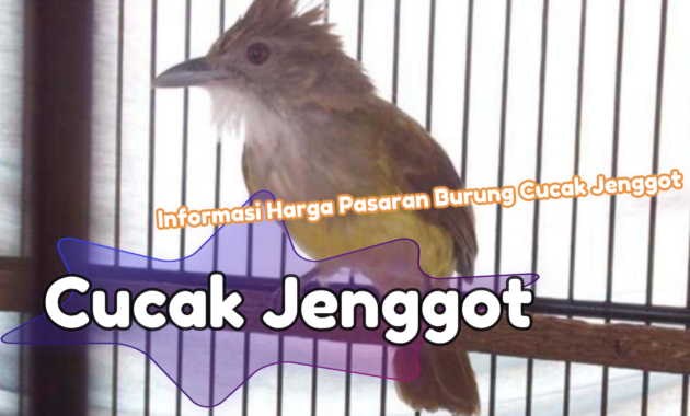 harga-burung-cucak-jenggot