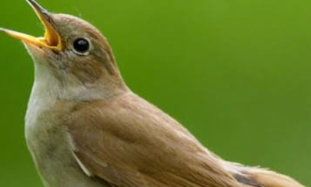 harga-burung-sikatan-londo-nightingale