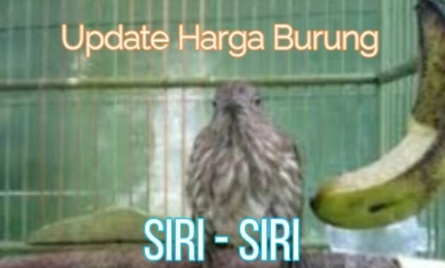 harga-burung-siri-siri