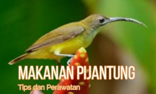 makanan-burung-pijantung
