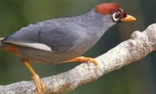 makanan-burung-poksay