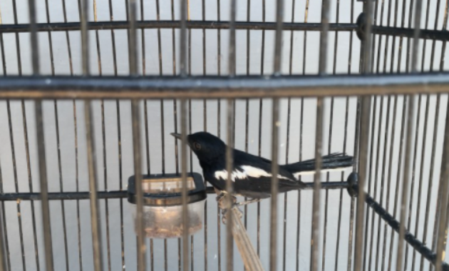 mencari-setingan-kacer-yang-pas