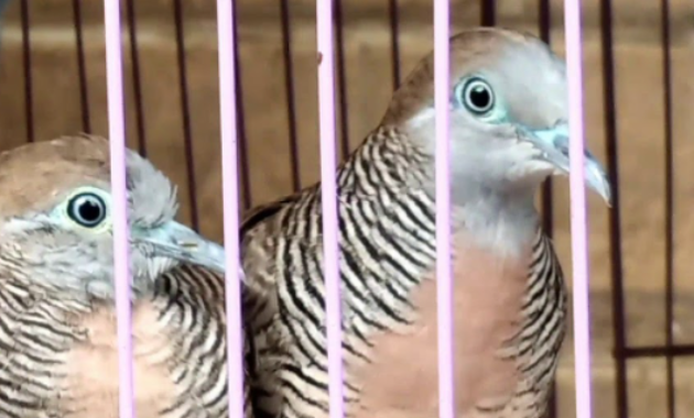 mitos-memelihara-burung-perkutut