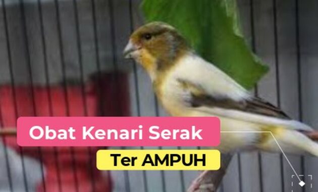 obat-kenari-serak