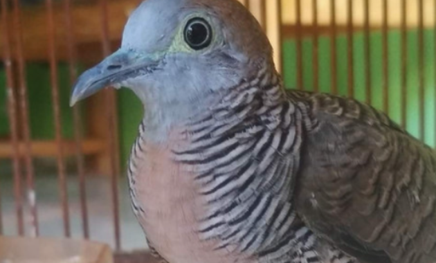 obat-perkutut-malas-bunyi