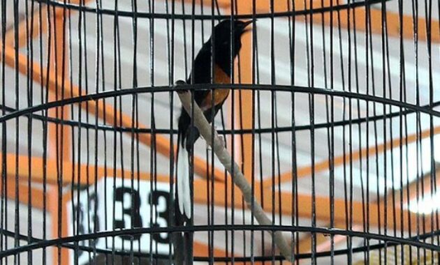 perawatan-burung-murai-batu