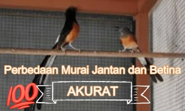 perbedaan-murai-jantan-dan-betina