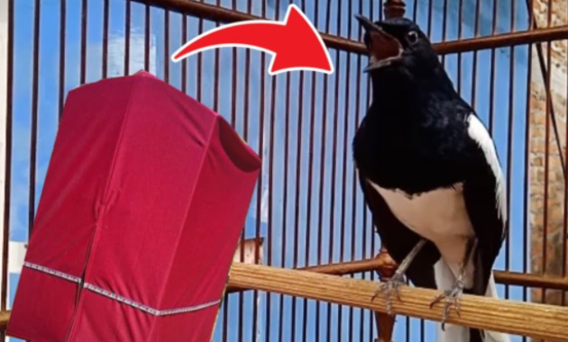 terapi-sauna-untuk-burung-kacer